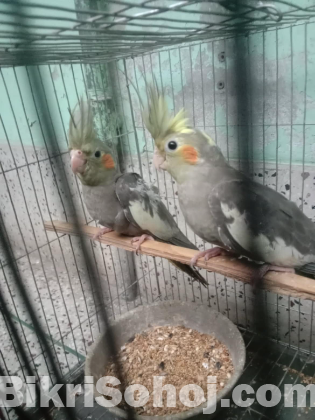 2 pis Cockatiel